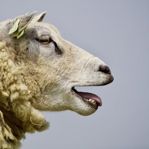 Mouton