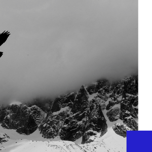soyez libre aigle